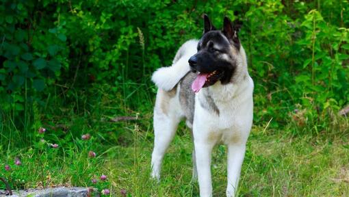 Akita - galingas, fiziškai ir charakteriu stiprus šuo | Purina LT